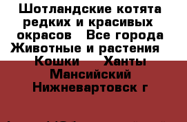 Шотландские котята редких и красивых  окрасов - Все города Животные и растения » Кошки   . Ханты-Мансийский,Нижневартовск г.